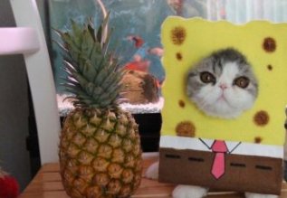 2. Котик Боб квадратные штаны  животные, костюм, кот, кошка, мир, образ, фото, хозяин