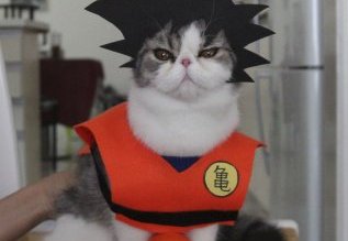 3. В образе Гоку животные, костюм, кот, кошка, мир, образ, фото, хозяин