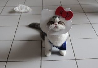 5. Hello Kitty существует! 5. Hello Kitty существует! животные, костюм, кот, кошка, мир, образ, фото, хозяин