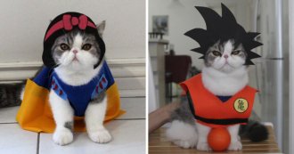 Пушистый косплей: котики в образах всем известных героев животные, костюм, кот, кошка, мир, образ, фото, хозяин
